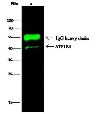 Immunoprecipitation ATP1B4 Antibody (108) - Azide and BSA Free