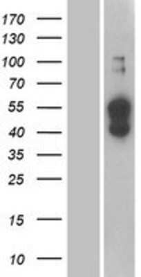 Western Blot: ATP1B4 Overexpression Lysate (Adult Normal) [NBP2-07496] Left-Empty vector transfected control cell lysate (HEK293 cell lysate); Right -Over-expression Lysate for ATP1B4.