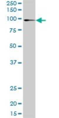 Western Blot: ATP2C1 Antibody [H00027032-D01P] - Analysis of ATP2C1 expression in HepG2.