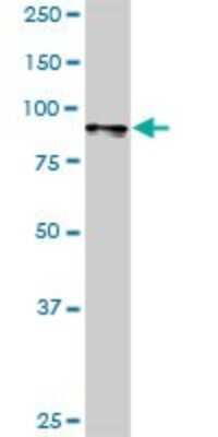 Western Blot: ATP2C1 Antibody [H00027032-D01P] - Analysis of ATP2C1 expression in mouse testis.