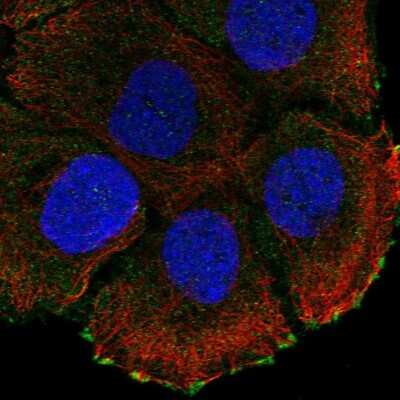 Immunocytochemistry/ Immunofluorescence ATP2C2 Antibody - BSA Free