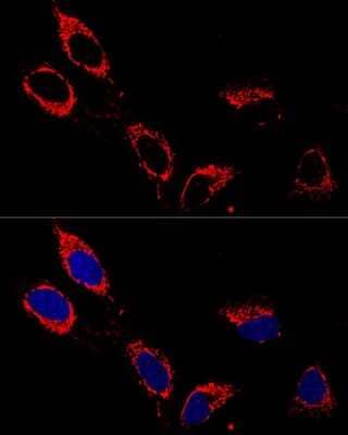 Immunocytochemistry/Immunofluorescence: ATP5A Antibody [NBP2-92928] - Confocal immunofluorescence analysis of U-2OS cells using ATP5A antibody (NBP2-92928) at dilution of 1:200. Blue: DAPI for nuclear staining.