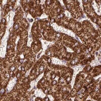 Immunohistochemistry-Paraffin: ATP5A Antibody [NBP2-38470] - Staining of human liver.