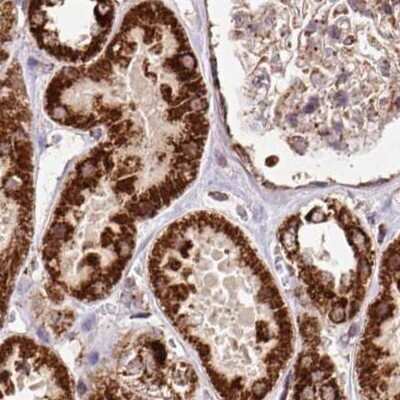 Immunohistochemistry-Paraffin: ATP5A Antibody [NBP2-38470] - Staining of human kidney.