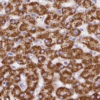 Immunohistochemistry-Paraffin: ATP5A Antibody [NBP2-38525] - Staining of human liver.