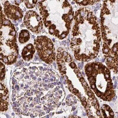 <b>Independent Antibodies Validation. </b>Immunohistochemistry-Paraffin: ATP5A Antibody [NBP2-38525] - Staining of human kidney.