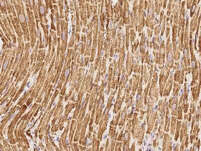 Immunohistochemistry-Paraffin: ATP5A Antibody [NBP2-99322] - Immunochemical staining ATP5A in cynomolgus heart with rabbit polyclonal antibody at 1:1000 dilution, formalin-fixed paraffin embedded sections.