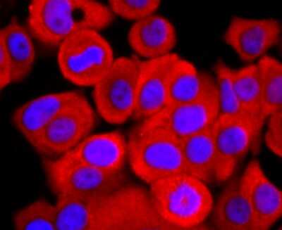 Immunocytochemistry/Immunofluorescence: ATP5A Antibody (JM110-04) [NBP2-67170] - Staining ATP5A1 in MCF-7 cells (red). The nuclear counter stain is DAPI (blue). Cells were fixed in paraformaldehyde, permeabilised with 0.25% Triton X100/PBS.