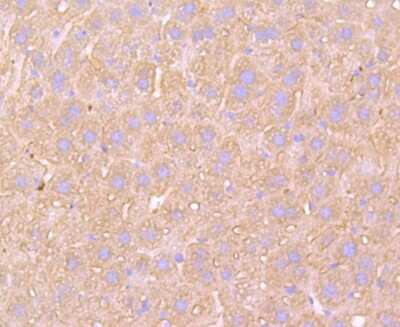 Immunohistochemistry-Paraffin: ATP5A Antibody (JM110-04) [NBP2-67170] - Analysis of paraffin-embedded mouse liver tissue using anti-ATP5A1 antibody. Counter stained with hematoxylin.