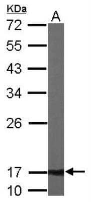 Western Blot: ATP5D Antibody [NBP1-32365] - Sample (50 ug of whole cell lysate) A: Mouse brain 12% SDS PAGE; antibody diluted at 1:1000.