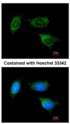 Immunocytochemistry/Immunofluorescence: ATP5F1 Antibody [NBP1-33465] - Analysis of methanol-fixed HeLa, using antibody at 1:200 dilution.