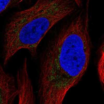 <b>Independent Antibodies Validation. </b>Immunocytochemistry/Immunofluorescence: ATP5F1 Antibody [NBP2-49255] - Staining of human cell line U-2 OS shows localization to mitochondria. Antibody staining is shown in green.