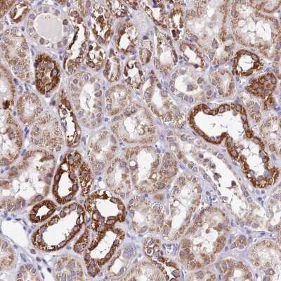 Immunohistochemistry-Paraffin: ATP5F1 Antibody [NBP1-91689] - Staining of human kidney shows high expression.