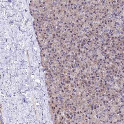 Immunohistochemistry-Paraffin: ATP5F1 Antibody [NBP1-91689] - Staining of human pancreas shows low expression as expected.