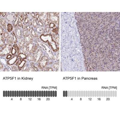 Immunohistochemistry-Paraffin: ATP5F1 Antibody [NBP1-91689] - Staining in human kidney and pancreas tissues using anti-ATP5F1 antibody. Corresponding ATP5F1 RNA-seq data are presented for the same tissues.