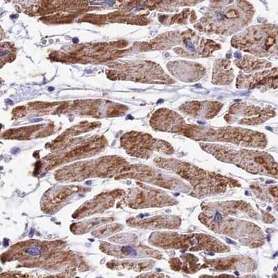 Immunohistochemistry-Paraffin: ATP5F1 Antibody [NBP1-91689] - Staining of human heart muscle.