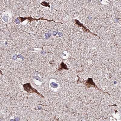 Immunohistochemistry-Paraffin: ATP5F1 Antibody [NBP1-91689] - Staining of human cerebral cortex.