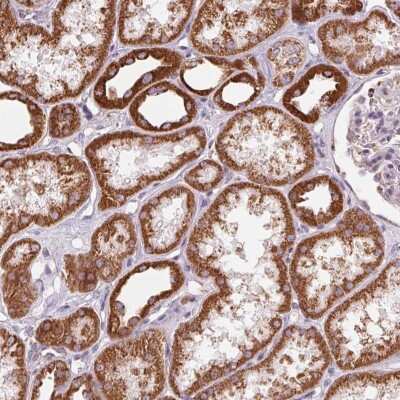 Immunohistochemistry-Paraffin: ATP5F1 Antibody [NBP2-49255] - Staining of human kidney shows high expression.