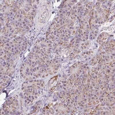 Immunohistochemistry-Paraffin: ATP5F1 Antibody [NBP2-49255] - Staining of human pancreas shows low expression as expected.