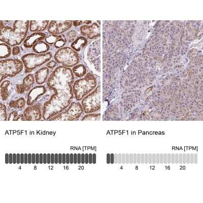 <b>Orthogonal Strategies Validation. </b>Immunohistochemistry-Paraffin: ATP5F1 Antibody [NBP2-49255] - Staining in human kidney and pancreas tissues using anti-ATP5F1 antibody. Corresponding ATP5F1 RNA-seq data are presented for the same tissues.