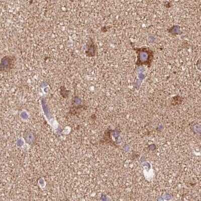 Immunohistochemistry-Paraffin: ATP5F1 Antibody [NBP2-49255] - Staining of human cerebral cortex.