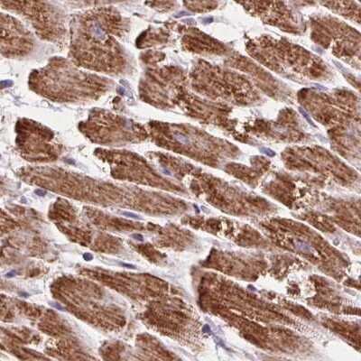 Immunohistochemistry-Paraffin: ATP5F1 Antibody [NBP2-49255] - Staining of human heart muscle.