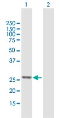 Western Blot: ATP5F1 Antibody [H00000515-B01P] - Analysis of ATP5F1 expression in transfected 293T cell line by ATP5F1 polyclonal antibody.  Lane 1: ATP5F1 transfected lysate(28.27 KDa). Lane 2: Non-transfected lysate.