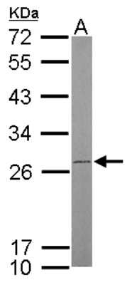 Western Blot: ATP5F1 Antibody [NBP1-33465] - Sample (50 ug of whole cell lysate) A: mouse brain 12% SDS PAGE, antibody diluted at 1:500.