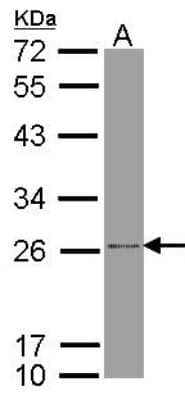 Western Blot: ATP5F1 Antibody [NBP1-33465] - Sample (30 ug of whole cell lysate) A: Molt-4 12% SDS PAGE; antibody diluted at 1:1000.