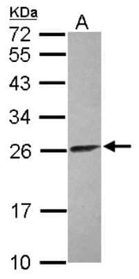 Western Blot: ATP5F1 Antibody [NBP2-15513] - Sample (30 ug of whole cell lysate) A: IMR32 12% SDS PAGE gel, diluted at 1:5000.