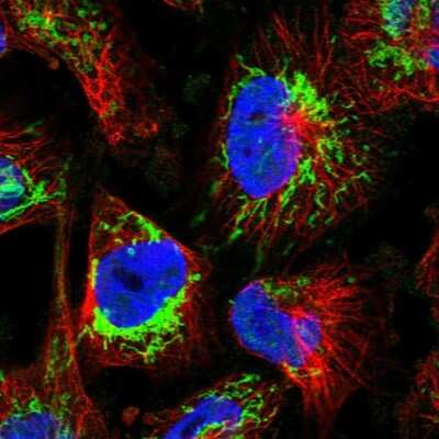 Immunocytochemistry/Immunofluorescence: ATP5H Antibody [NBP2-47545] - Staining of human cell line U-251 MG shows localization to mitochondria.