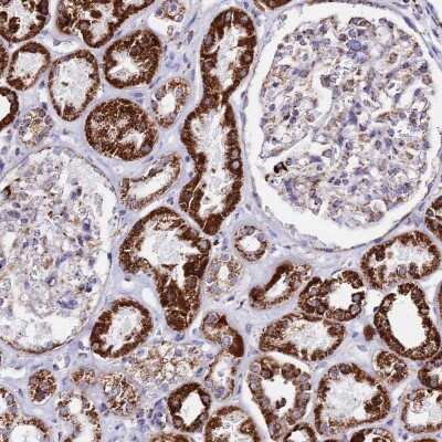 Immunohistochemistry-Paraffin: ATP5H Antibody [NBP2-47545] - Staining of human kidney shows strong cytoplasmic positivity in cells in tubules.