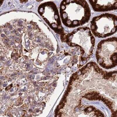 Immunohistochemistry-Paraffin: ATP5H Antibody [NBP2-48906] - Staining of human kidney.