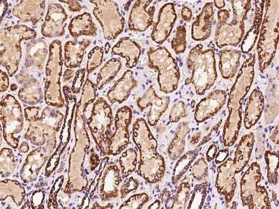 Immunohistochemistry-Paraffin: ATP5H Antibody [NBP2-97512] - Immunochemical staining of human ATP5H in human kidney with rabbit polyclonal antibody at 1:200 dilution, formalin-fixed paraffin embedded sections.