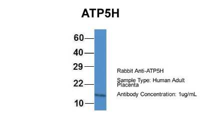 Western Blot: ATP5H Antibody [NBP1-79479] - Human Adult Placenta, Antibody Dilution: 1.0 ug/ml.