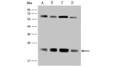 Western Blot: ATP5H Antibody [NBP2-97512] - Anti-ATP5H rabbit polyclonal antibody at 1:500 dilution. Lane A: HeLa Whole Cell Lysate. Lane B: HepG2 Whole Cell Lysate. Lane C: PC-3 Whole Cell Lysate. Lane D: U251MG Whole Cell Lysate. Lysates/proteins at 30 ug per lane. Secondary Goat Anti-Rabbit IgG (H+L)/HRP at 1/10000 dilution. Developed using the ECL technique. Performed under reducing conditions. Predicted band size: 18 kDa. Observed band size: 20 kDa