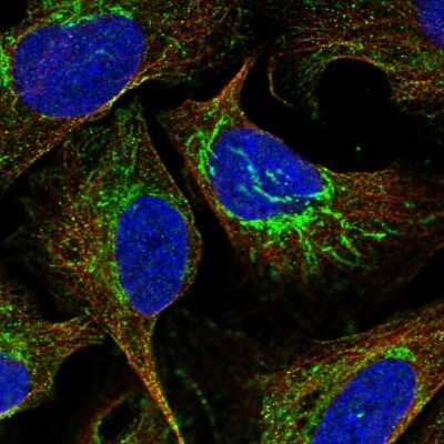 Immunocytochemistry/Immunofluorescence: ATP5J Antibody [NBP1-88888] - Immunofluorescent staining of human cell line U-2 OS shows localization to mitochondria.