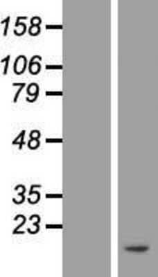 Western Blot: ATP5J Overexpression Lysate (Adult Normal) [NBL1-07826] Left-Empty vector transfected control cell lysate (HEK293 cell lysate); Right -Over-expression Lysate for ATP5J.
