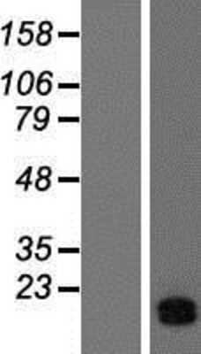 Western Blot: ATP5J Overexpression Lysate (Adult Normal) [NBP2-08184] Left-Empty vector transfected control cell lysate (HEK293 cell lysate); Right -Over-expression Lysate for ATP5J.