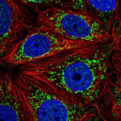 Immunocytochemistry/Immunofluorescence: ATP5J2 Antibody [NBP2-57076] - Staining of human cell line MCF7 shows localization to mitochondria.