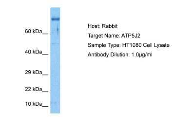 Western Blot: ATP5J2 Antibody [NBP2-84481] - Host: Rabbit. Target Name: ATP5J2. Sample Tissue: Human HT1080 Whole Cell lysates. Antibody Dilution: 1ug/ml