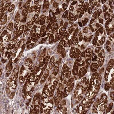 Immunohistochemistry-Paraffin: ATP5L Antibody [NBP2-14332] - Staining of human stomach, upper shows strong cytoplasmic positivity in glandular cells.