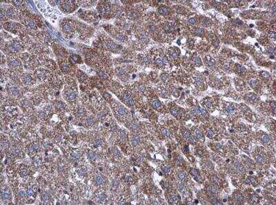 Immunohistochemistry-Paraffin: ATP5L Antibody [NBP2-15515] - Mouse liver. ATP5L antibody diluted at 1:500. Antigen Retrieval: Citrate buffer, pH 6.0, 15 min.
