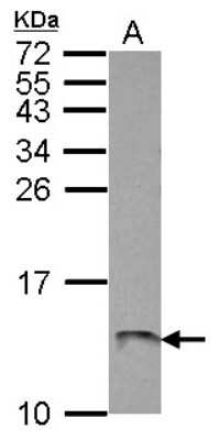 Western Blot: ATP5L Antibody [NBP2-15515] - Sample (30 ug of whole cell lysate) A: HepG2 15% SDS PAGE gel, diluted at 1:1000.