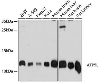 Western Blot ATP5L Antibody - Azide and BSA Free