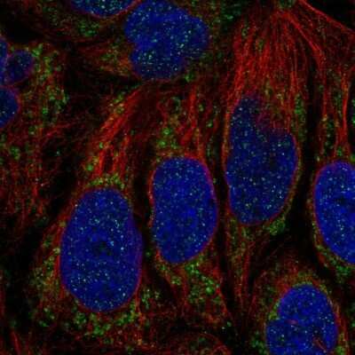 Immunocytochemistry/Immunofluorescence: ATP5SL Antibody [NBP2-14509] - Staining of human cell line CACO-2 shows localization to mitochondria.