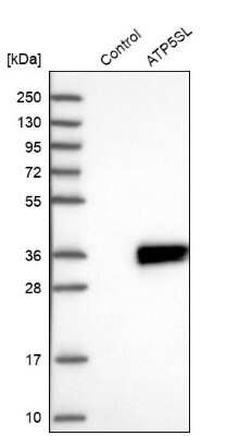 Western Blot: ATP5SL Antibody [NBP2-14509] - Analysis in control (vector only transfected HEK293T lysate) and ATP5SL over-expression lysate (Co-expressed with a C-terminal myc-DDK tag (3.1 kDa) in mammalian HEK293T cells).