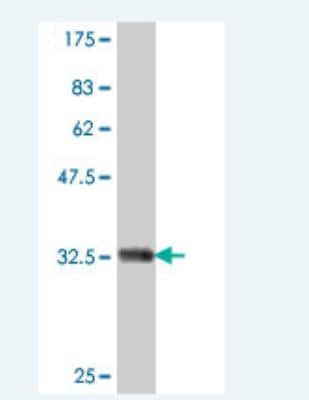 Western Blot: ATP6V0A1 Antibody [H00000535-A01] - Detection against Immunogen (35.68 KDa) 