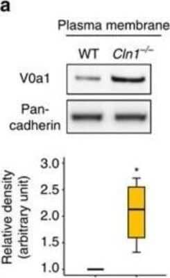 Western Blot: ATP6V0A1 Antibody [NBP1-89342] - In Cln1-/- mice V0a1 is misrouted to plasma membrane preventing its interaction with AP-3. Western blot analysis and densitometric quantitation of V0a1 in isolated plasma membrane fraction from WT and Cln1-/- mouse brain (n=4, *P<0.05). Image collected and cropped by CiteAb from the following publication (//www.nature.com/doifinder/10.1038/ncomms14612), licensed under a CC-BY license.