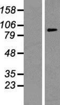 Western Blot: ATP6V0A1 Overexpression Lysate (Adult Normal) [NBP2-07782] Left-Empty vector transfected control cell lysate (HEK293 cell lysate); Right -Over-expression Lysate for ATP6V0A1.